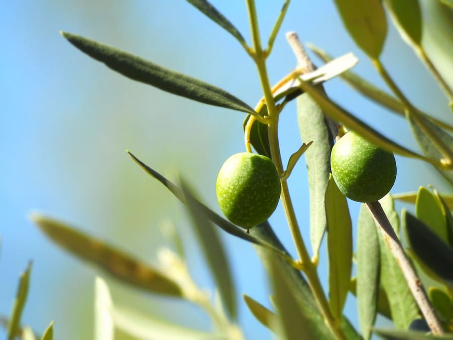 olive, olivier, olives, green, plants, nature, leaves, fruit, mediterranean, tree