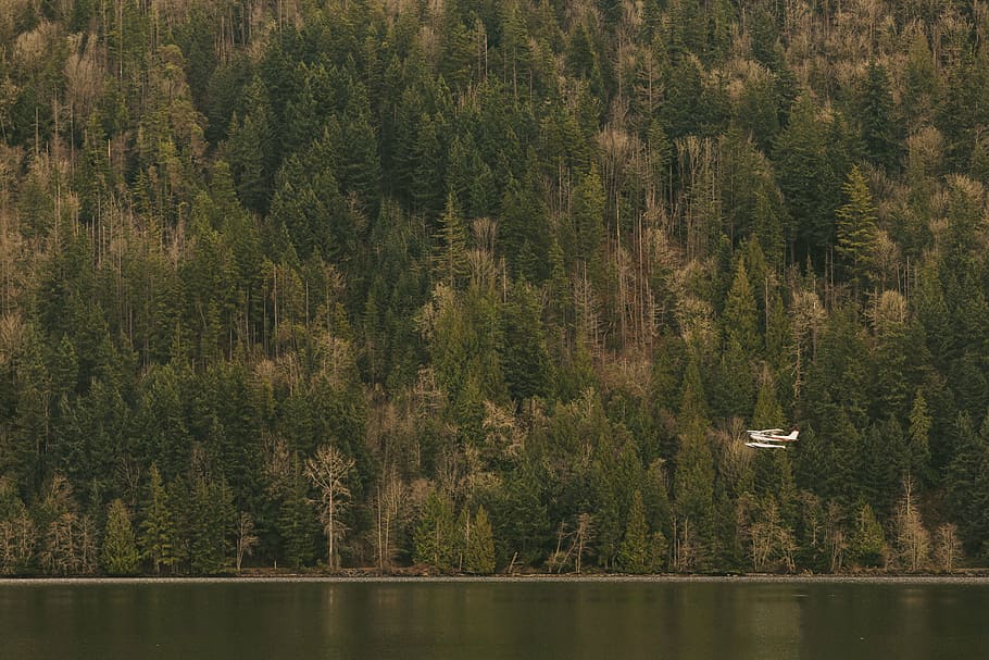 monoplane, flies, sky, body, water, nature, landscape, woods, forest, trees