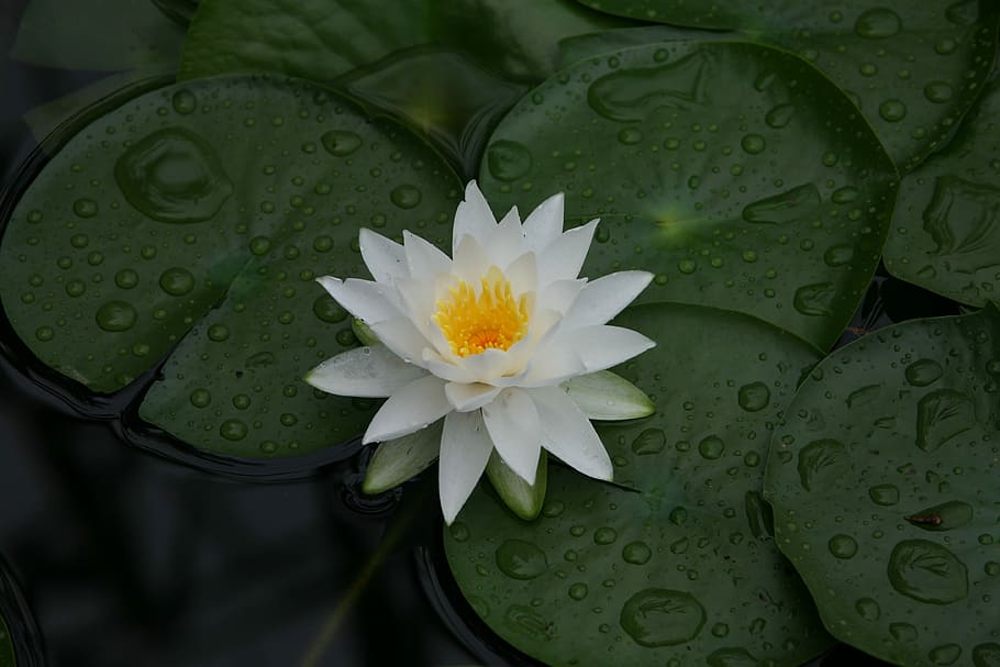 white lotus flower, nature, plants, park, flowers, tabitha, pool, flower, lotus, lotus leaf