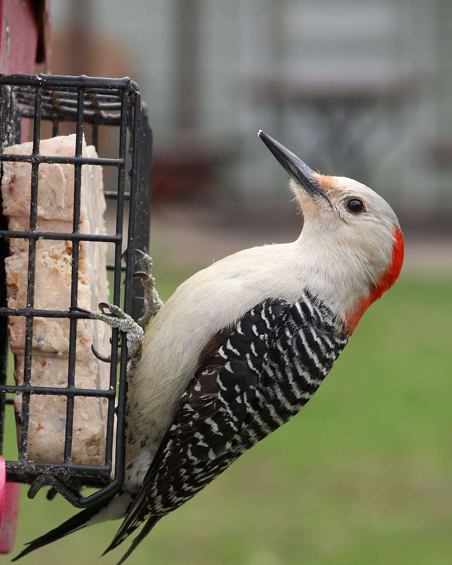 red bellied woodpecker, feeder, woodpecker, bird, wildlife, backyard, outdoor, feeding, watching, melanerpes carolinus