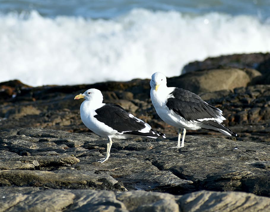 sea birds, gulls, rocks, ocean, sea, wave, breaker, bird, animal, animal wildlife