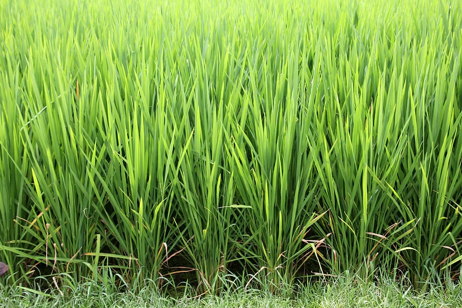grass, rice, rice cultivation, paddy, green, eat healthy, agriculture, rice fields, landscape, bali