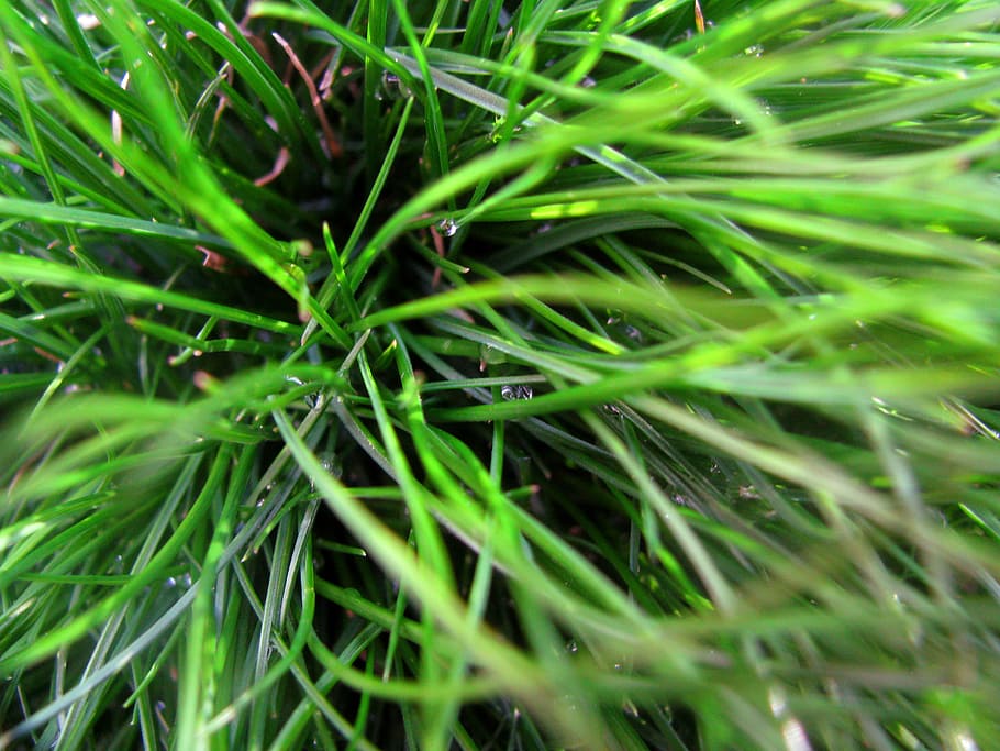 rumput hijau, hijau, rumput, tanaman, warna hijau, full frame, latar belakang, alam, pertumbuhan, daun