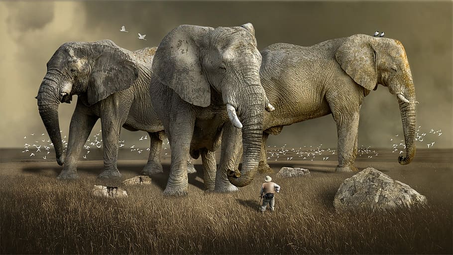 Tres elefantes grises, mamífero, fauna, animal, naturaleza, salvaje, África, Sudáfrica, safari, desierto