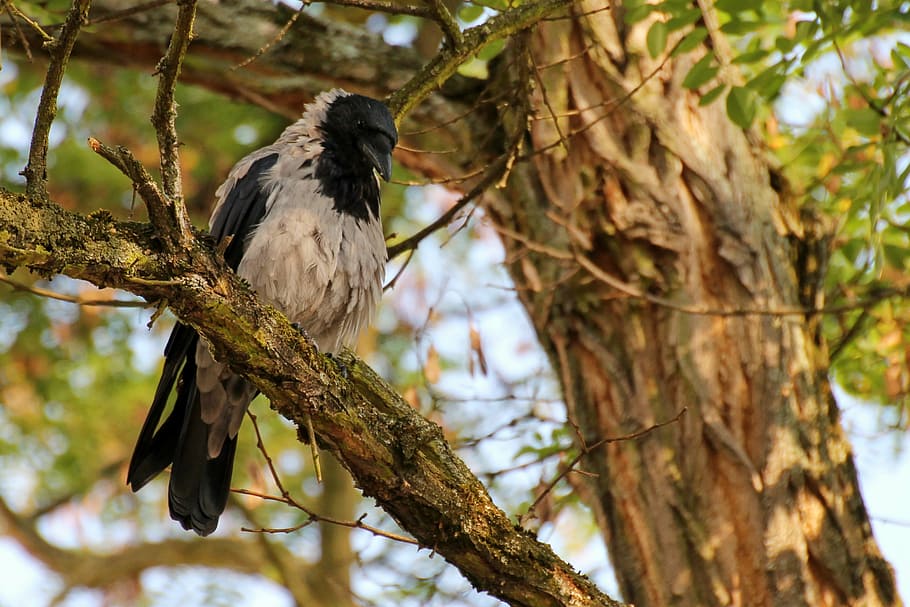 crow, bird, plumage, raven bird, animal, carrion crow, hooded crow, tree, aesthetic, songbird
