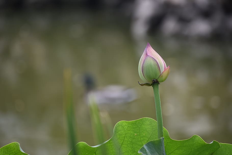 Lotus, Mandarin Duck, Beijing, nature, plant, flower, water Lily, lotus Water Lily, leaf, flower Head