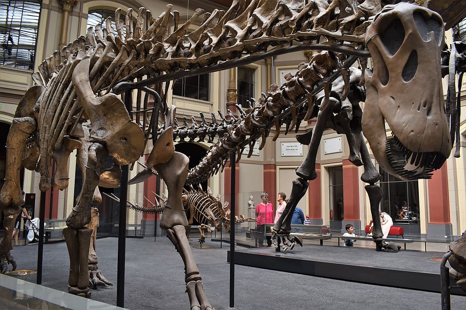 dinosaur, museum, fossil, paleontology, skeleton, jurassic, built structure, architecture, day, representation