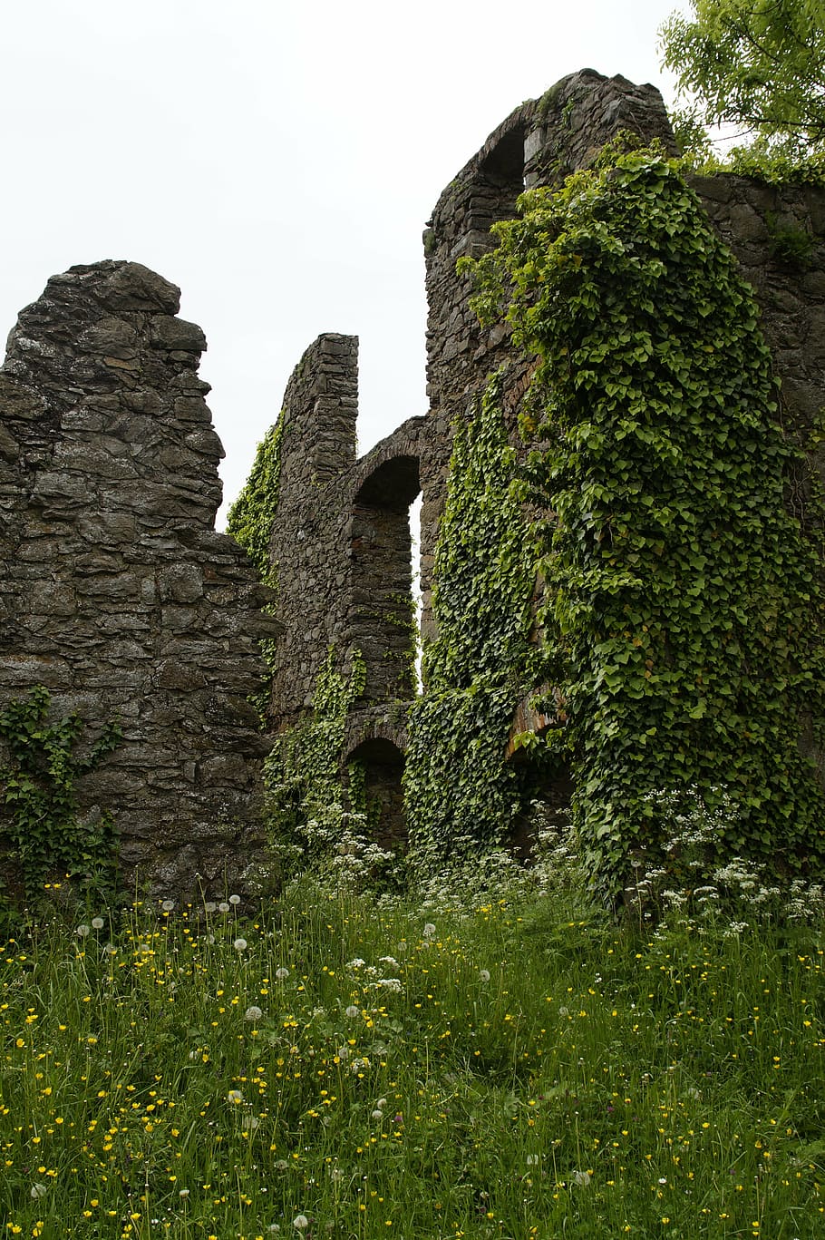 gray, ruins, covered, vines, castle, ruin, middle ages, hohentwiel, hegau, lake constance