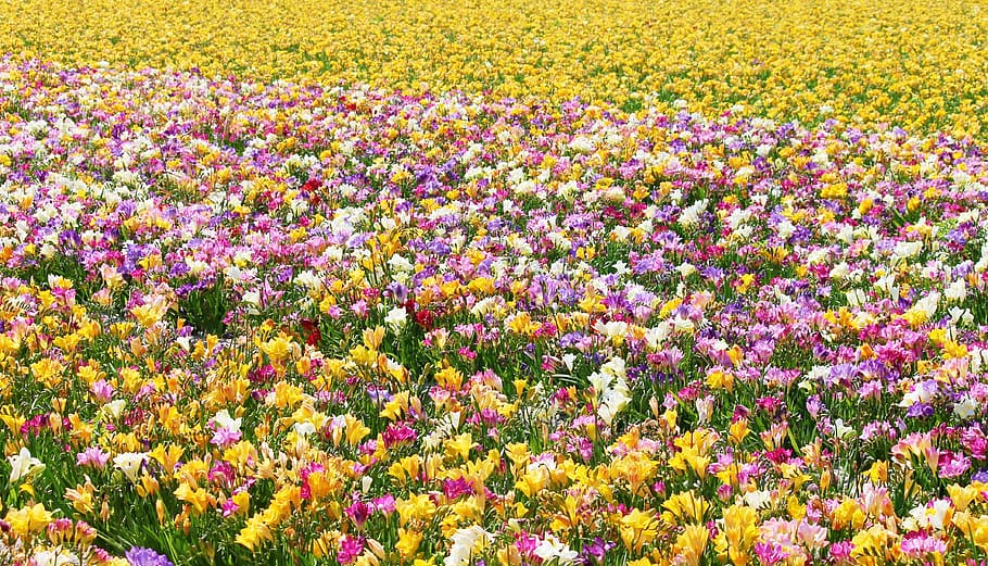 sias, field of flowers, many, colorful, field, sea of flowers, bloom, nature, flowers, bright