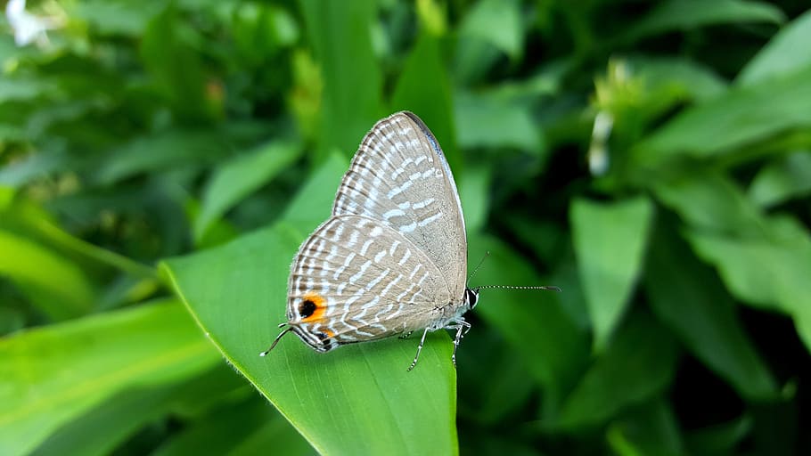 butterfly, quentin chong, nature, insect, summer, animal themes, invertebrate, animal wildlife, animal, animals in the wild