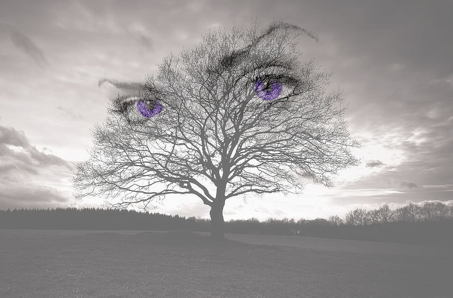 ojos, fantasía, manipulación de photoshop, nubes, árbol, planta, nube - cielo, cielo, árbol desnudo, campo