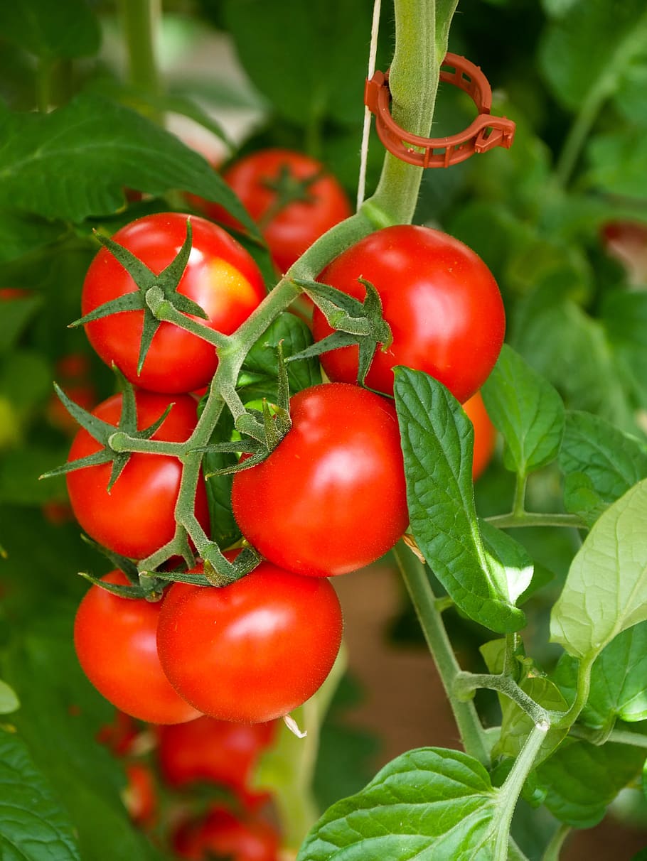 eat, tomatoes, food, vitamins, nutrition, ripe, tasty, healthy, red, vegetables