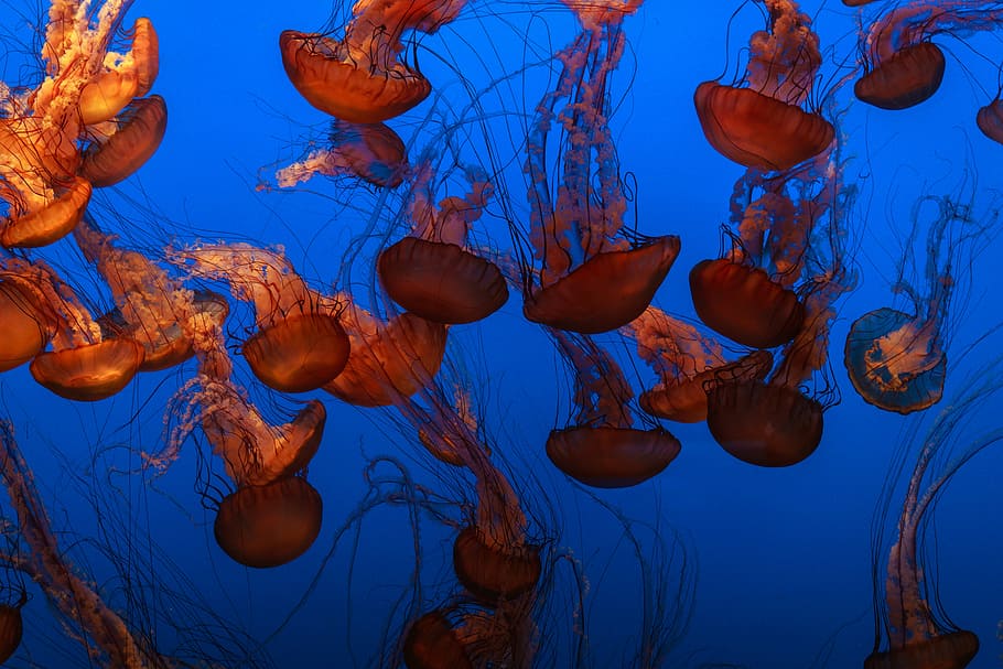 grupo, medusas, agua, acuático, animal, océano, submarino, azul, vida marina, primer plano
