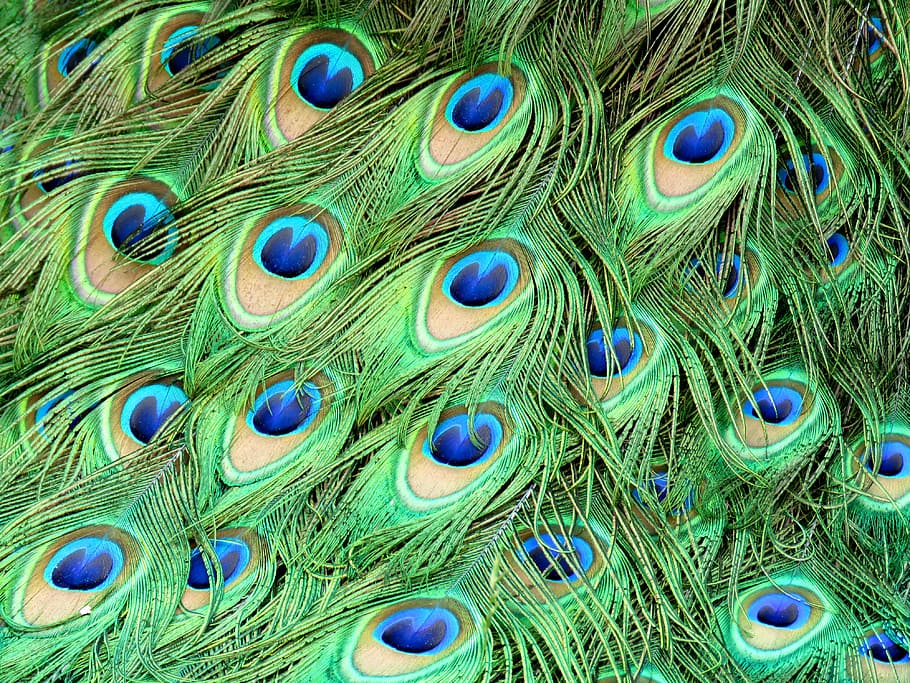 緑, 青, 孔雀の羽, 孔雀, 羽, クジャク, カラフル, パターン, 尾, 閉じる