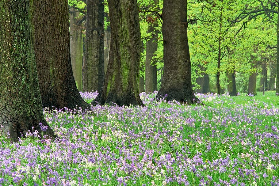 bluebells, hagley park, forest, spring, plant, flower, flowering plant, beauty in nature, tree, tree trunk