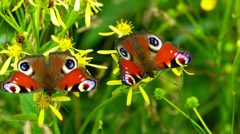 brown, red, butterflies, yellow, flowers, inachis io, butterfly, butterfly peacock, nature, animal