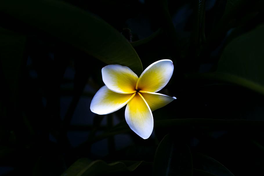 branco, amarelo, flor, seletivo, fotografia colorida, preto, escuro, pétala, natureza, tropical Clima