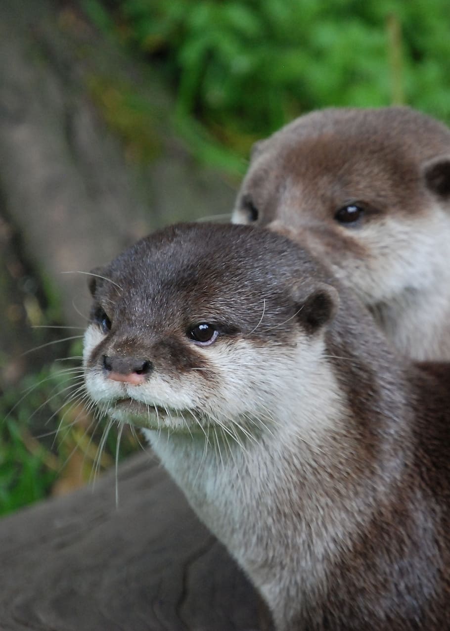 two, brown, standing, tree branch, otter, close-up, head, mammal, wildlife, zoo