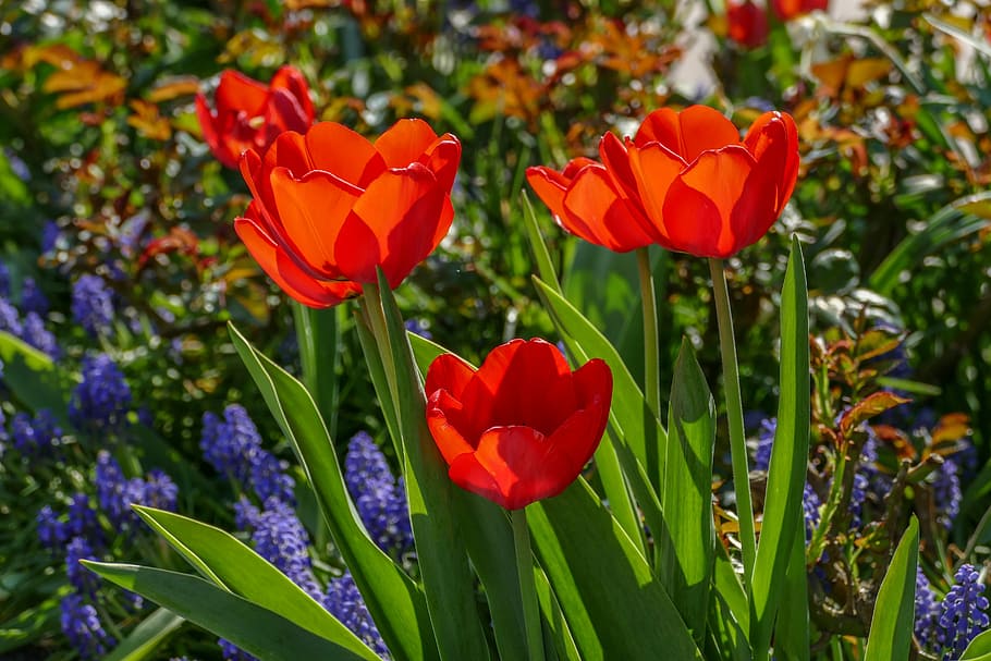 flores naranjas, tulipanes rojos, uvas hyazynthen, a la luz del sol, brillante, plantación de jardín, macizo de flores, flor, planta, naturaleza