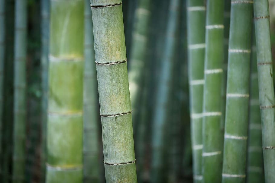 closeup, green, bamboos, bamboo, nature, plant, forest, exotic, reed, structure
