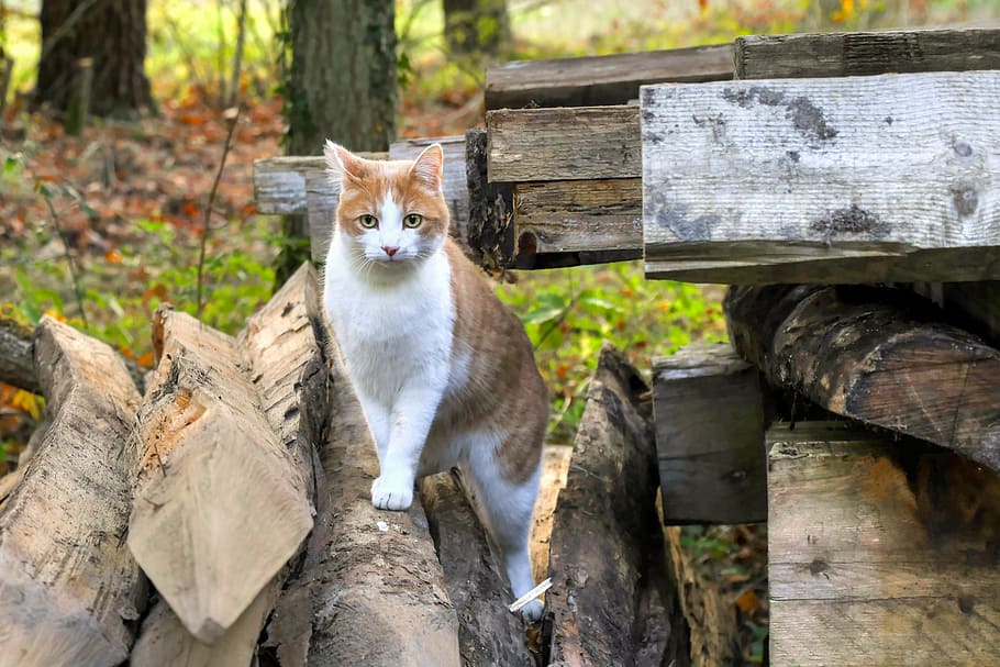 cat, pile, log, wood, animal, feline, field, animal themes, one animal, mammal
