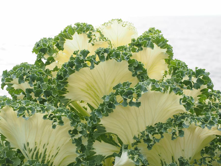 verde, beige, hoja vegetal, col ornamental, hojas, detalle, rizado, kraus, fraktalähnlich, fractal