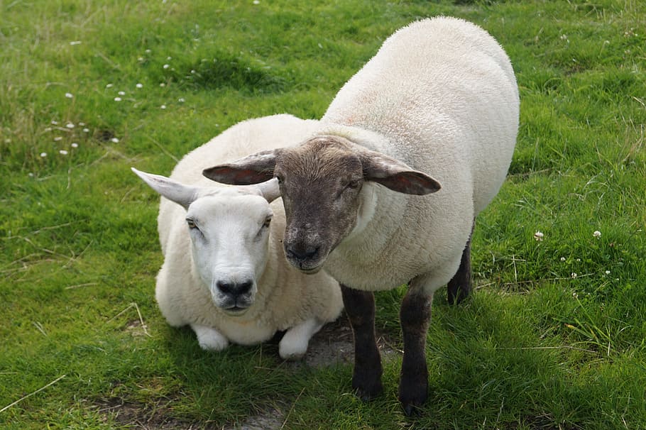 Sheep, Animals, Lamb, Wool, Ears, grass, animal, agriculture, livestock, farm