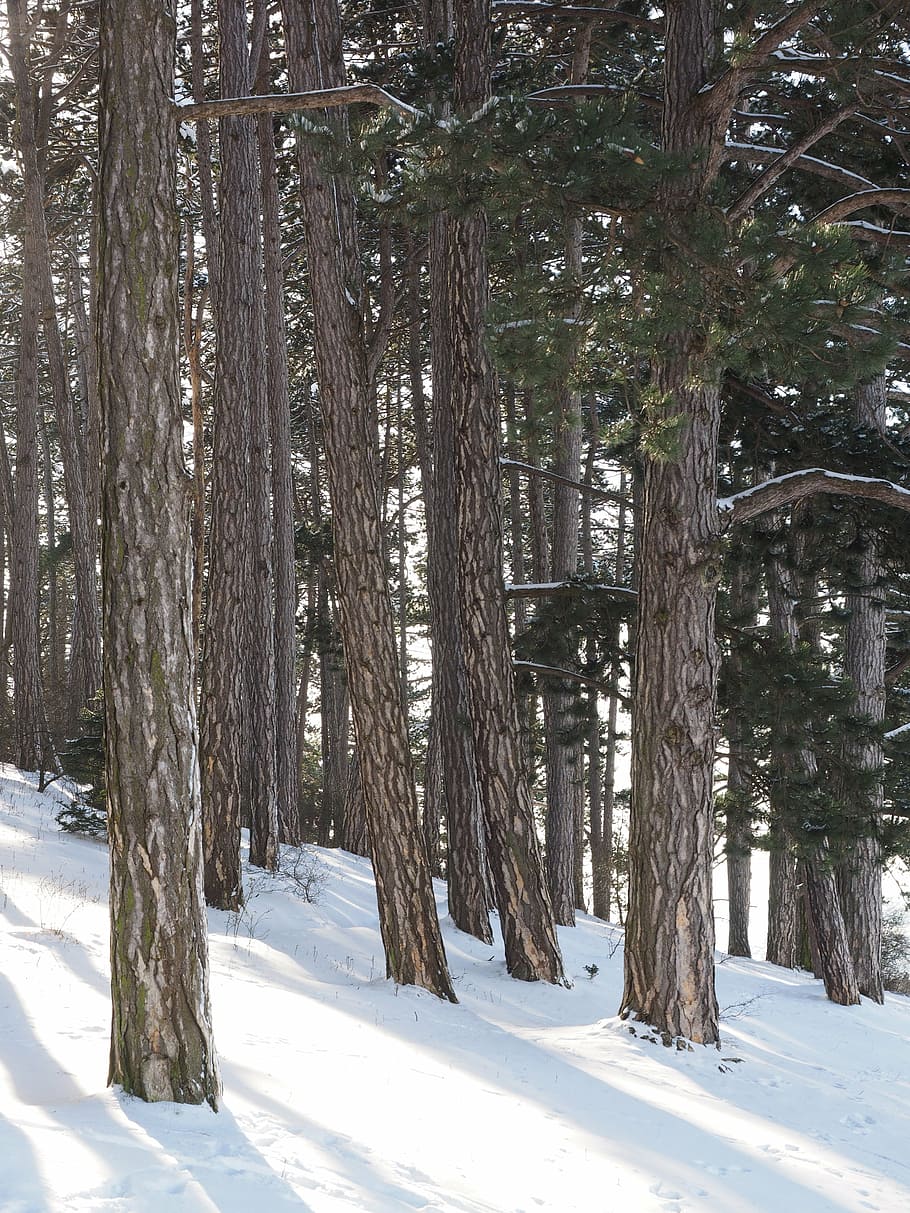 pine forest, pine, forest, trees, pine family, tree trunks, conifer, forestry, the winter's tale, winter