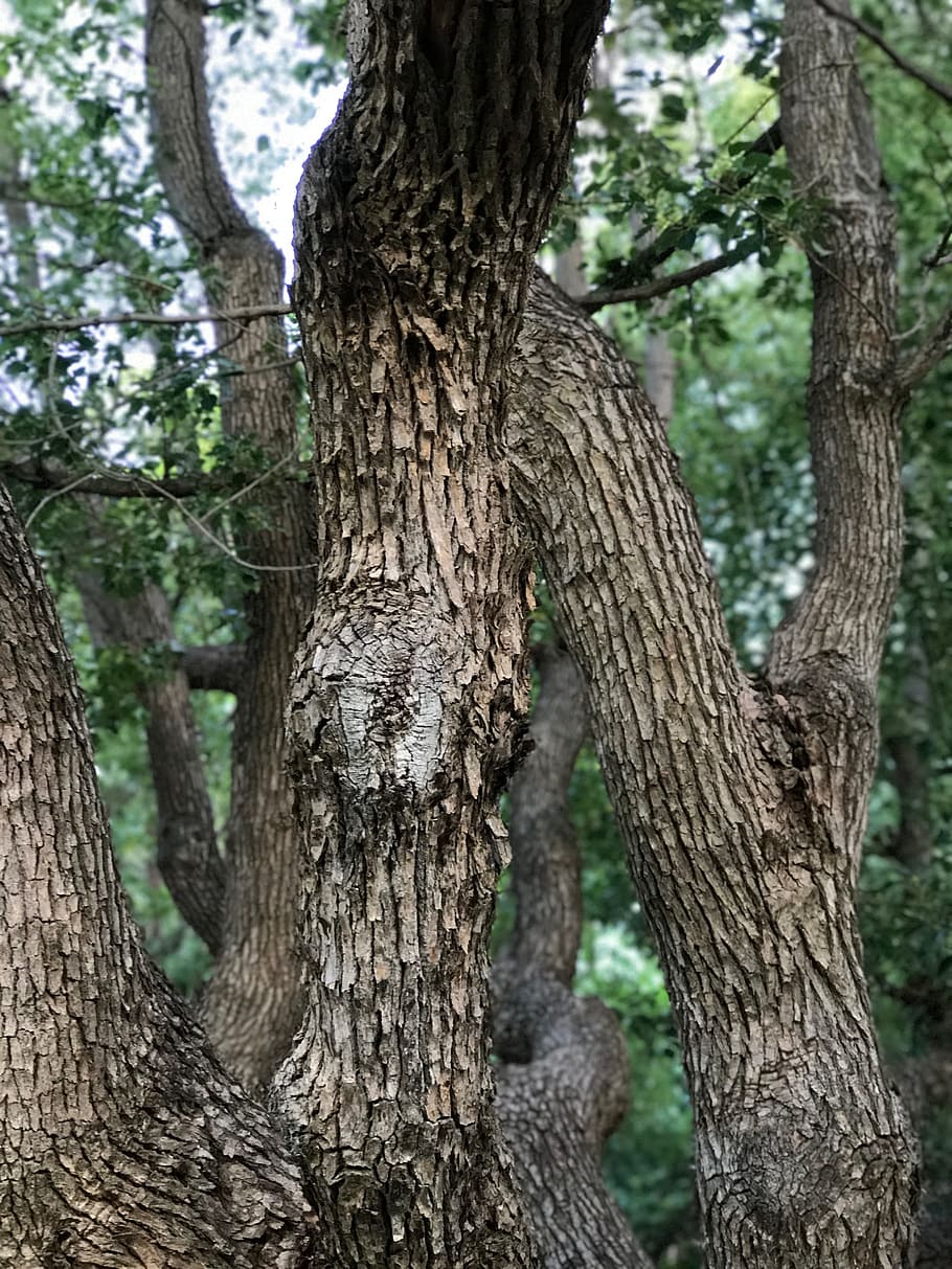 árbol, naturaleza, color, ramas, tronco, planta, tronco de árbol,  crecimiento, ninguna gente, día | Pxfuel