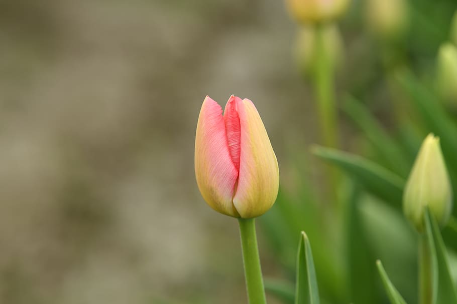 tulip, skaggit valley, nature, pink, f, flowers, blossom, summer, romantic, tulips