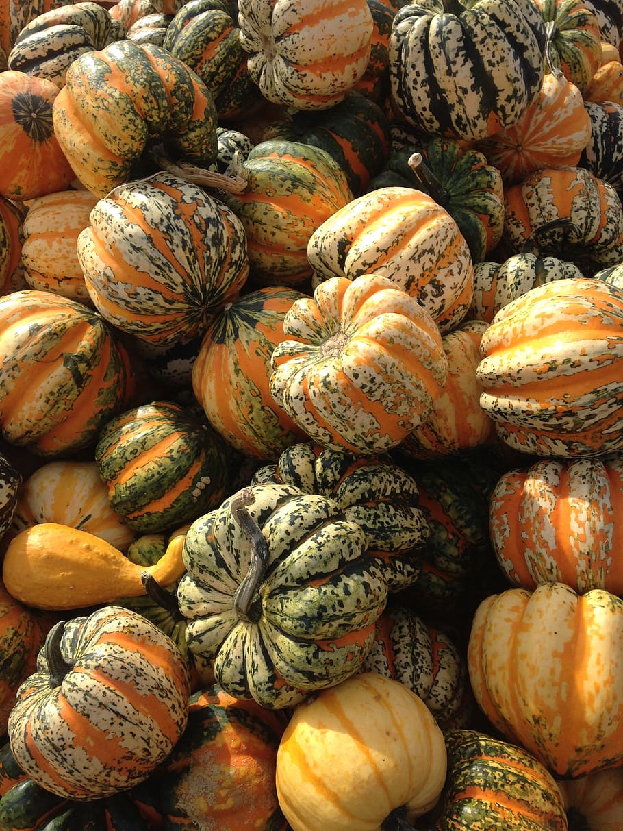 squash, fall, autumn, thanksgiving, pumpkin, orange, season, halloween, harvest, holiday