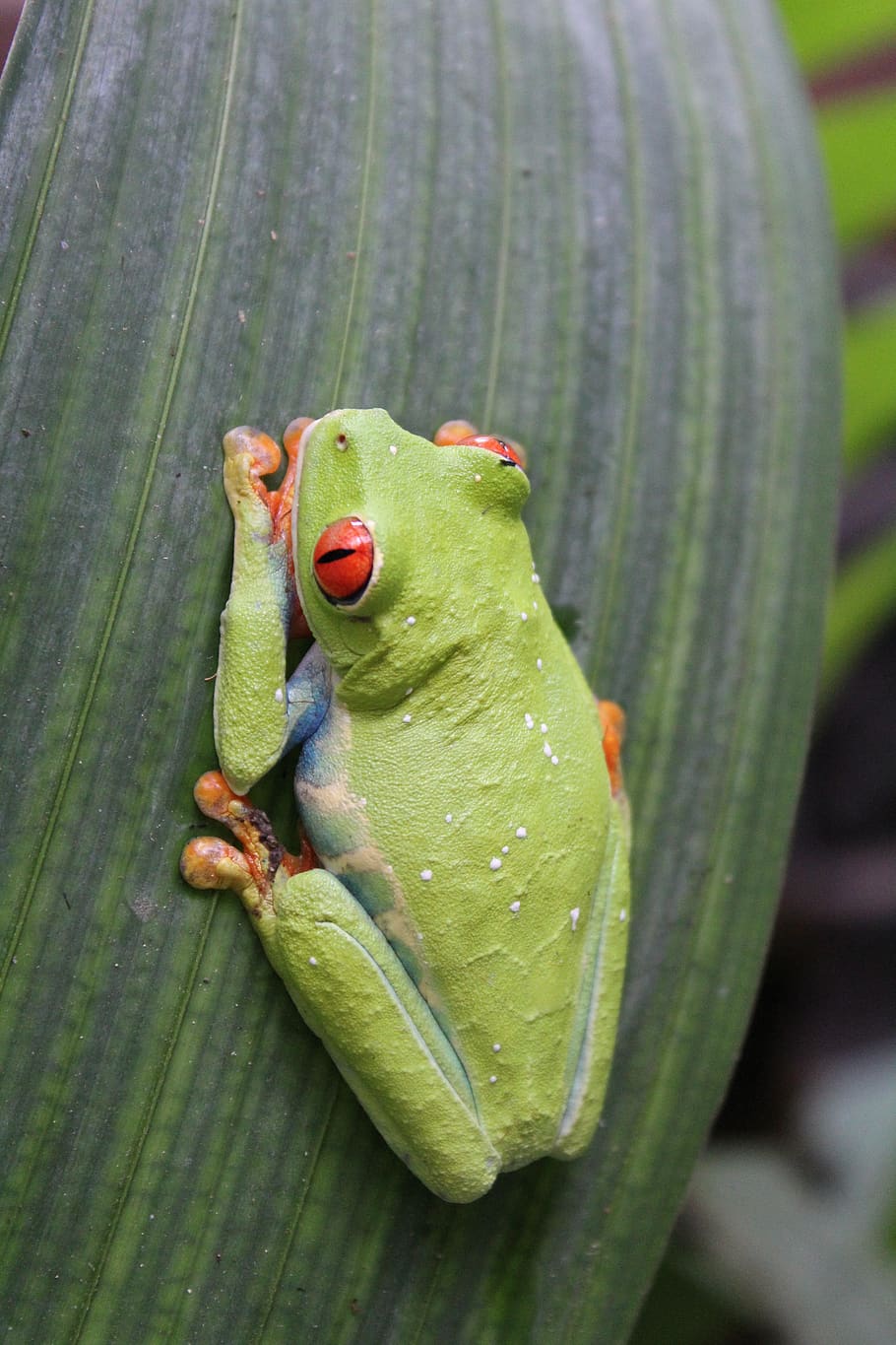 frog, nature, amphibian, tropical, rainforest, wildlife, animal, costa rica, green color, close-up