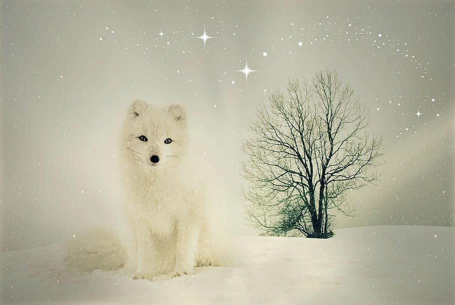 white, fox, standing, snow, covered, ground, fuchs, animal, wild animal, winter