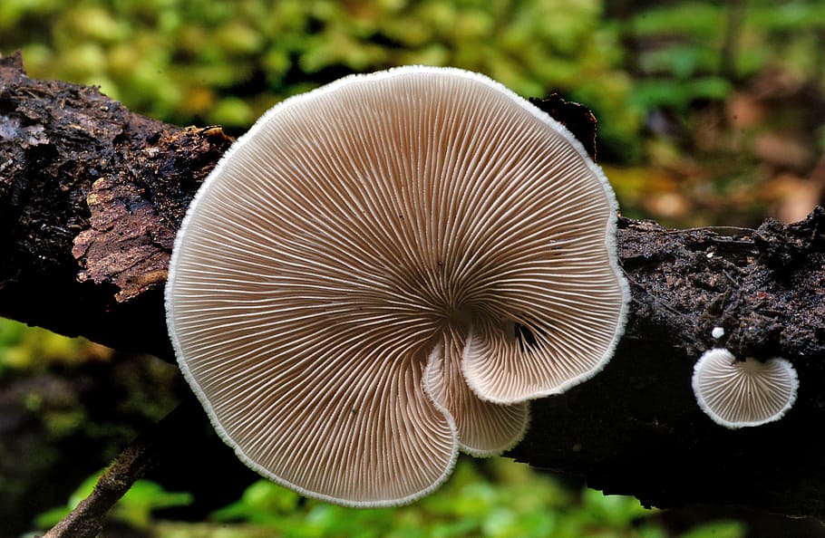 closeup, mushroom, fungus, plant, focus on foreground, growth, close-up, nature, tree, toadstool