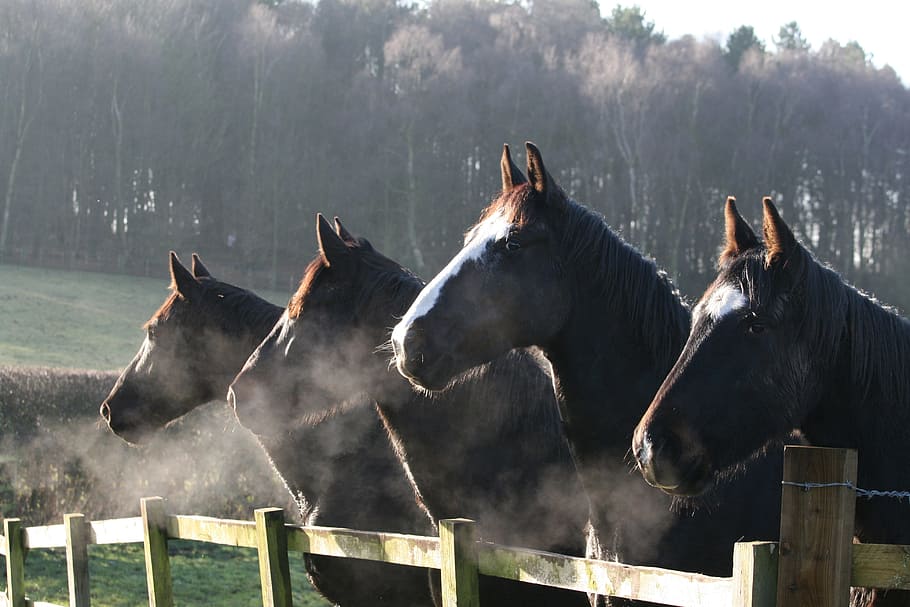 four, brown, horses, wooden, fence, daytime, field, equestrian, mist, countryside