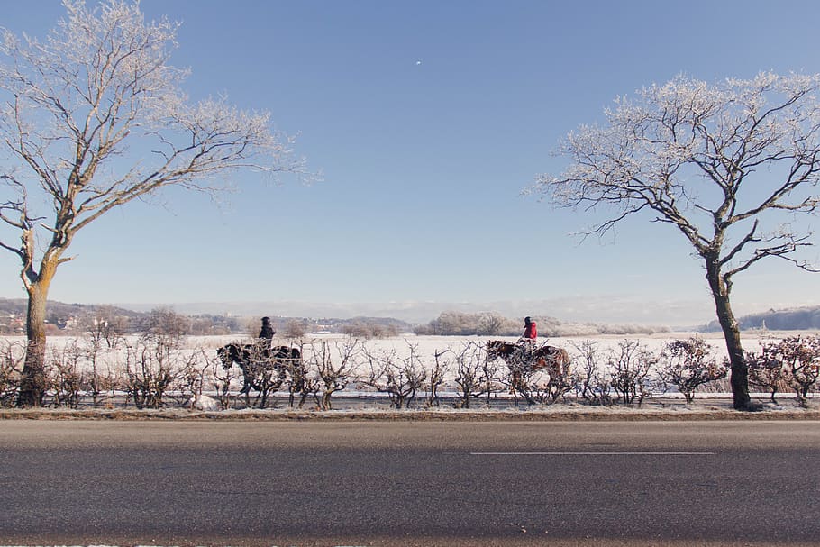 horse, ride, winter, snow, cold, road, trees, people, ice, sky