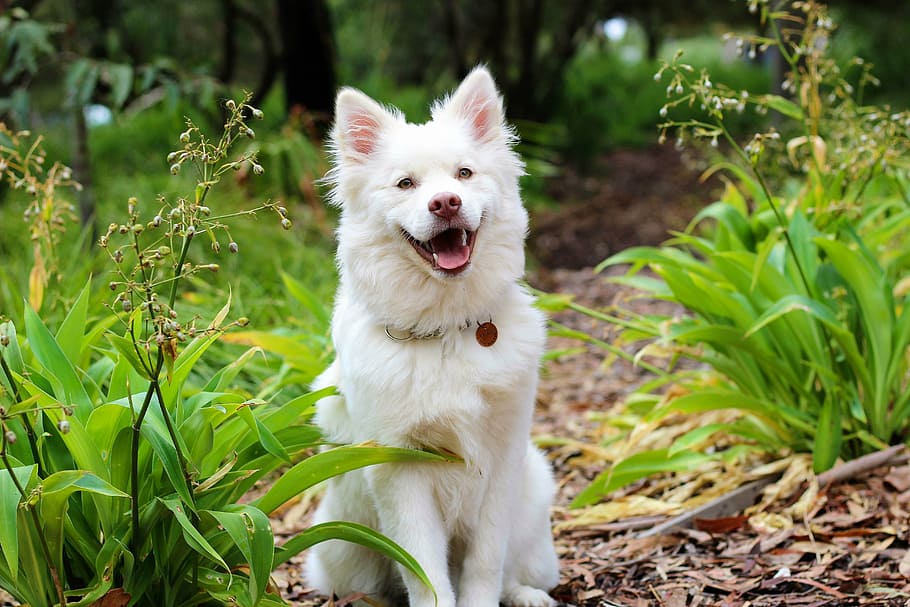 white, american eskimo, sits, ground, green, plant, daytime, dog, puppy, lapphund
