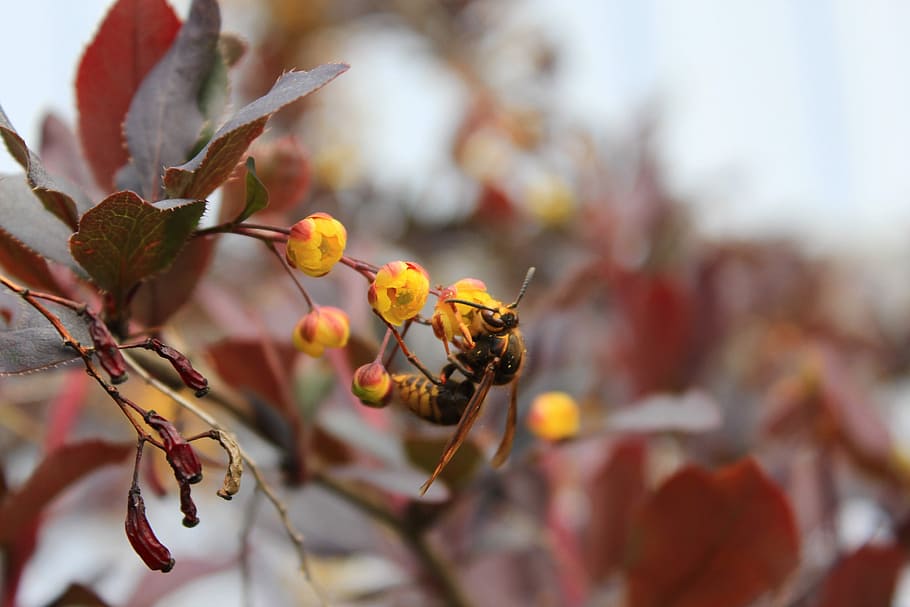 Wasp, Barberry, Insect, Flower, a yellow flower, red leaves, nature, close-up, day, beauty in nature