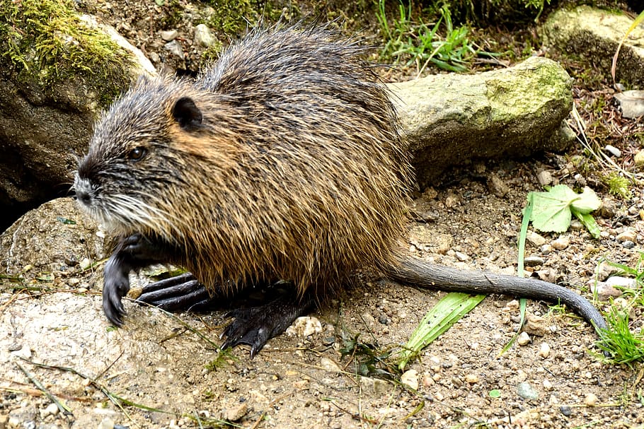 beaver, coypu, nutria, rodent, wild animal, water, waters, creature, animal world, nature