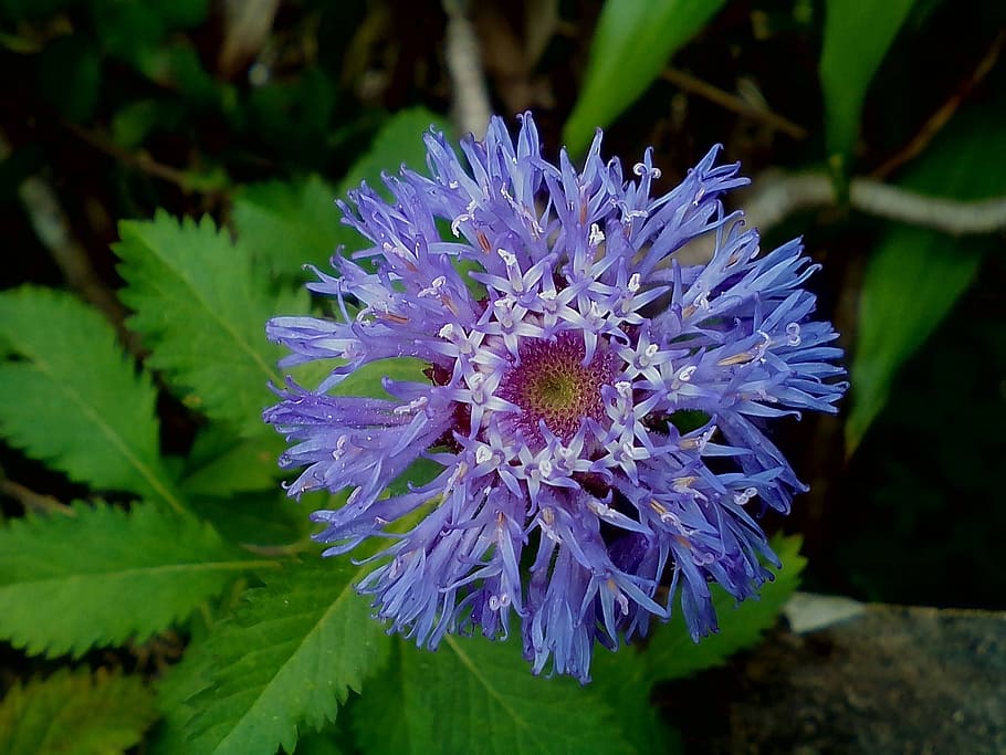 コーンフラワー 野生の花 花 ケンタウラシアヌス ワイルドフラワー 牧草地 青 紫 自然 フィールド Pxfuel
