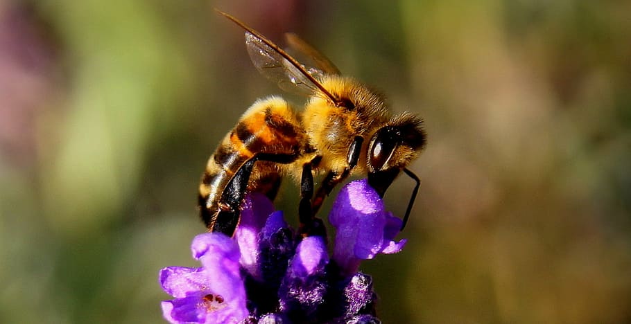fechar, fotografia, abelha pousando, roxo, flor, fotografia em close, abelha, lavanda, inseto, natureza