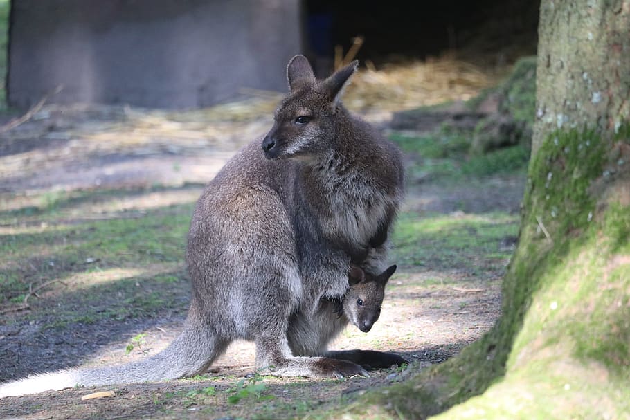 Wallaby, Pouch, Spring, New Forest, baby, nature, animal wildlife, mammal, animals in the wild, one animal