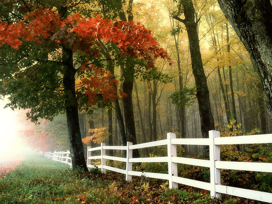 green, red, leaf trees, early morning, autumn, fall, forest, fence, landscape, scenic
