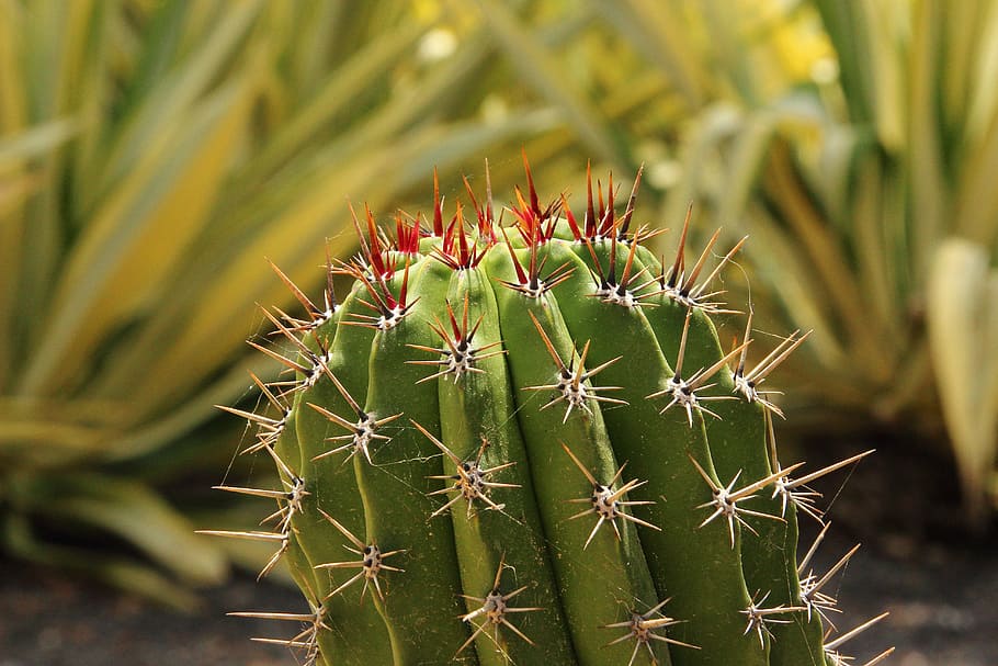cactus, espuela, espinoso, planta, espina, desierto, naturaleza, planta suculenta, pinchos, primer plano