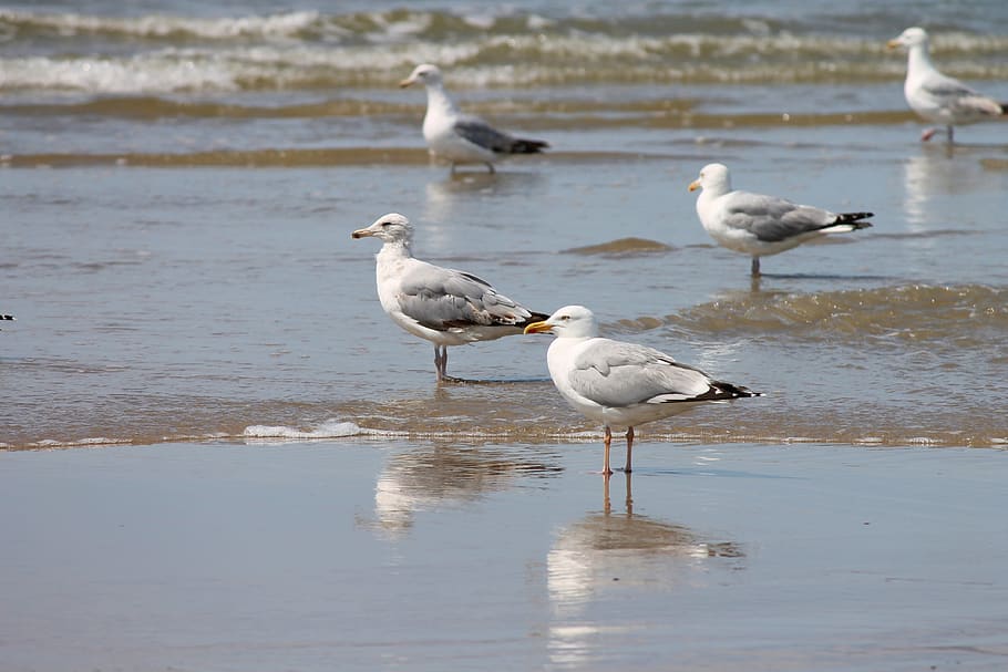 silver gulls, beach, sea birds, larus argentatus, birds, stand, animal world, sea, gulls, seagulls