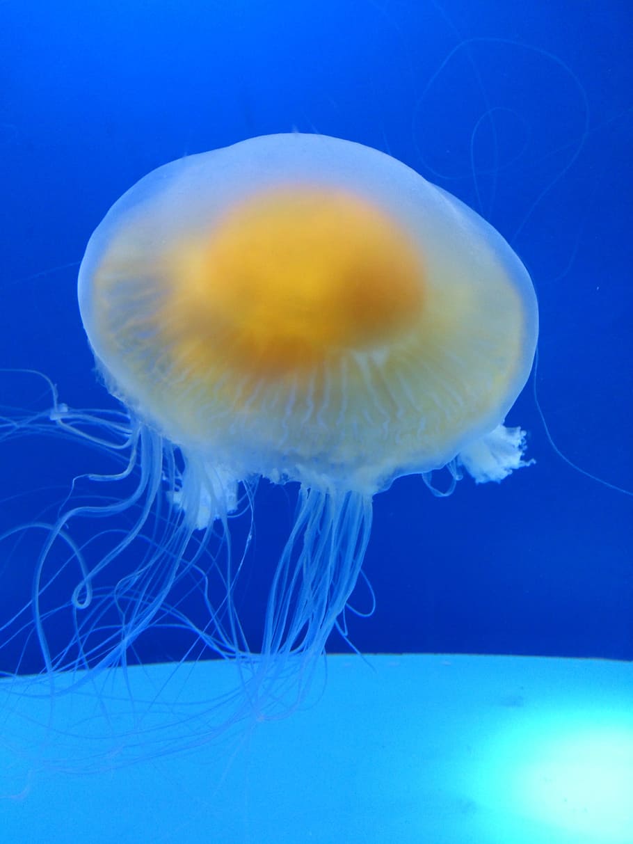 Animal, Jellyfish, Water, Blue, water, blue, underwater, sea life, sea, undersea, one animal