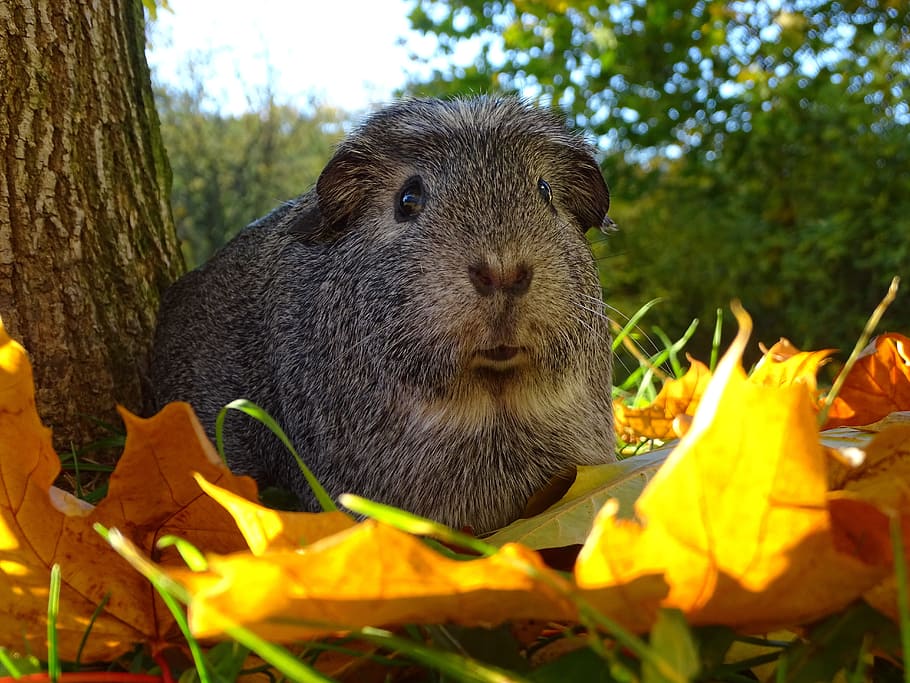 guinea-pig, autumn, guinea pigs, mammal, agouti, animal, cute, plant, one animal, animal themes