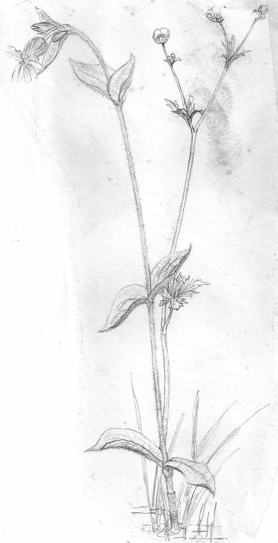 flower, plant, blossom, bloom, sketch, drawing, pencil drawing, black and white, hand drawn sketch, nature