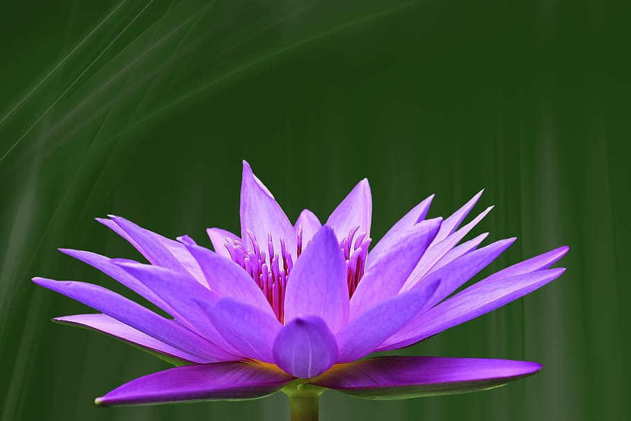 紫, 花のマクロ撮影写真, 池のユリ, スイレン, ピンク, 花, 池の植物, 水の花, 水生植物, 脆弱性