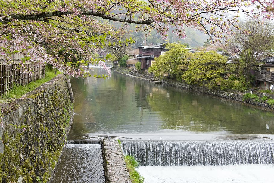 body, water, islands, sakura, river, kyoto, cherry, tree, japan, blossom